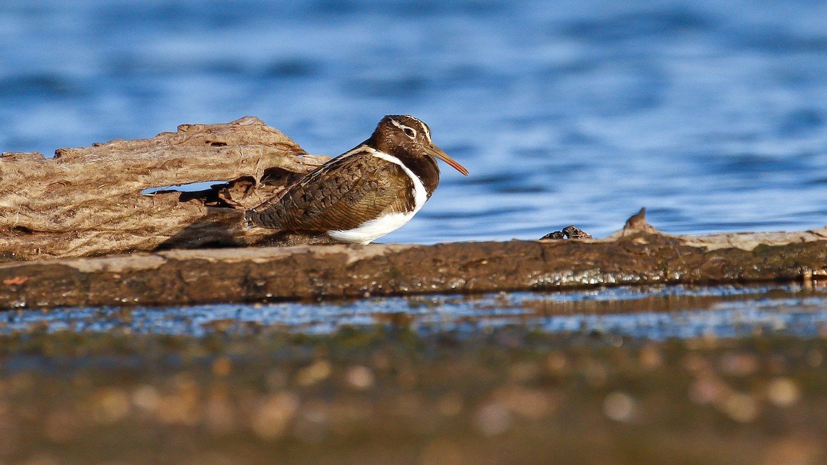 Australian Painted-Snipe - ML224658971