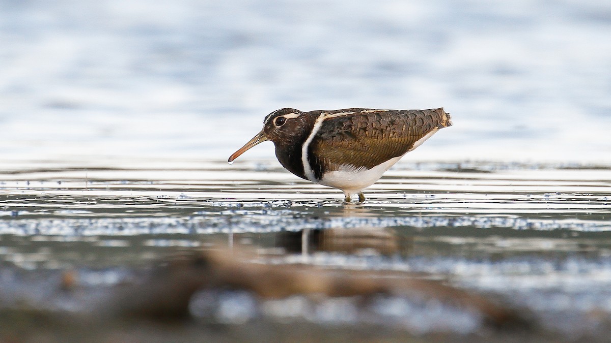 Australian Painted-Snipe - ML224659001