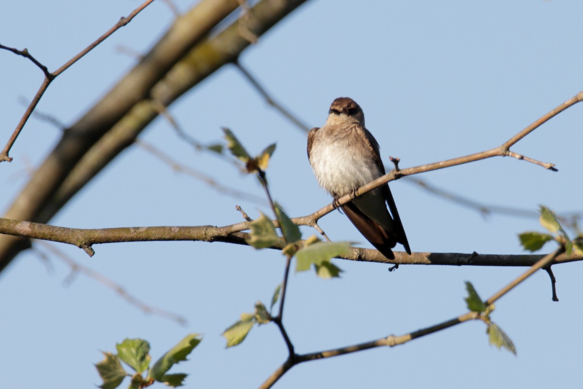 Northern Rough-winged Swallow - Mel Green