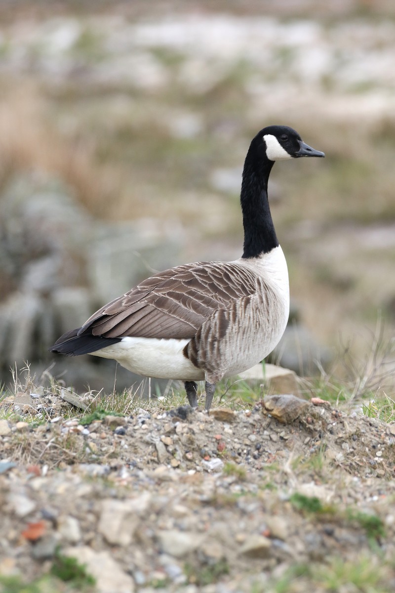 Canada Goose - Daniel Branch