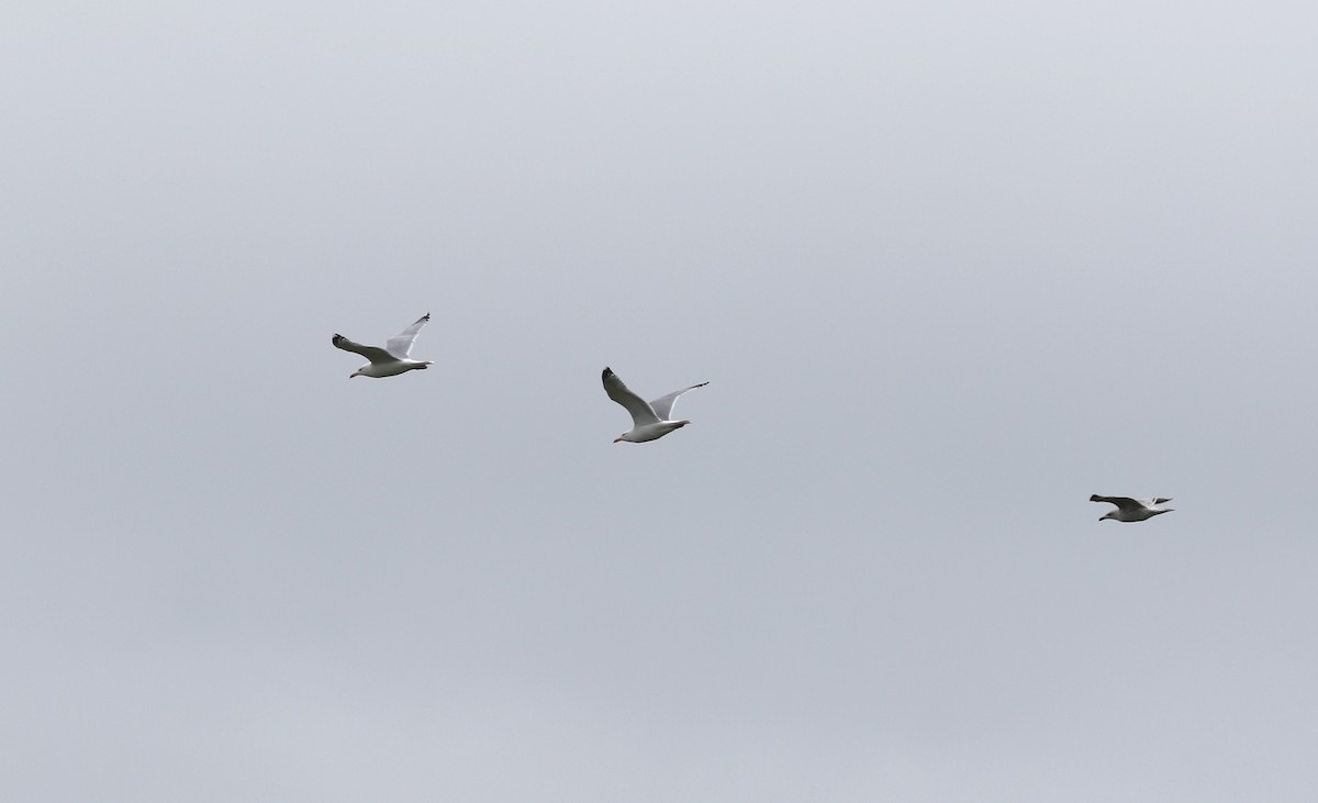 Herring Gull (European) - ML224661761