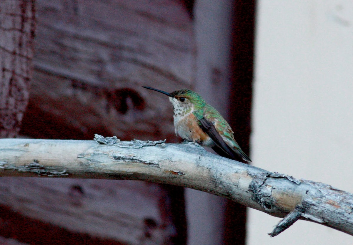 Broad-tailed Hummingbird - Jay McGowan