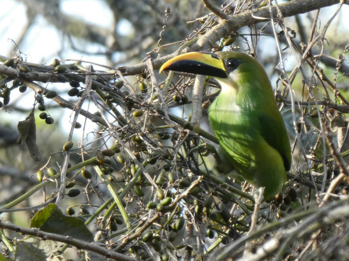 Toucanet émeraude - ML224665441