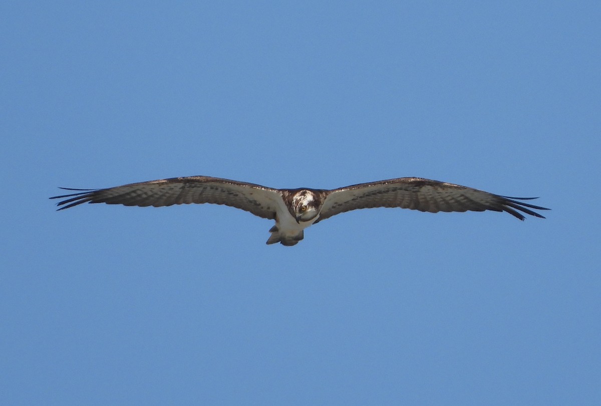 Osprey - ML224665481