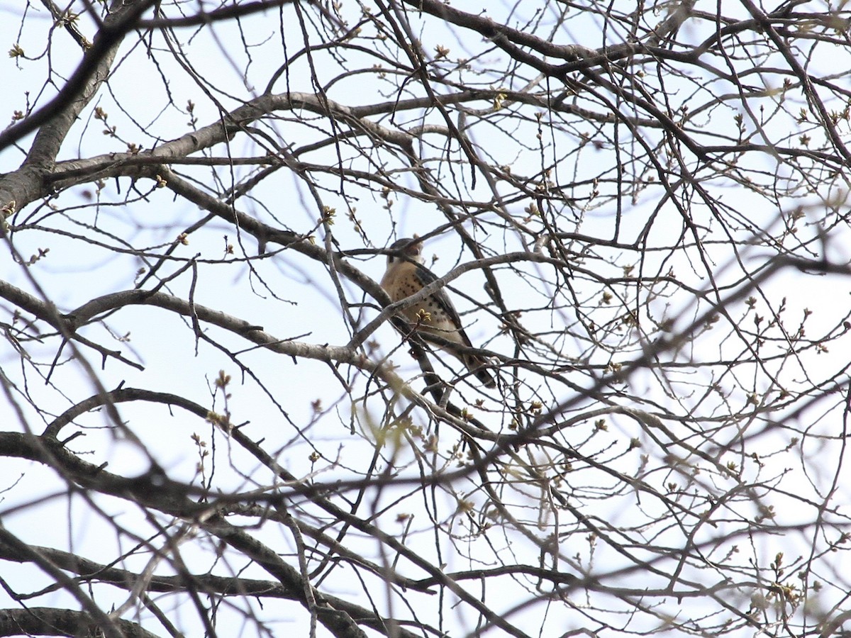 American Kestrel - ML224666471