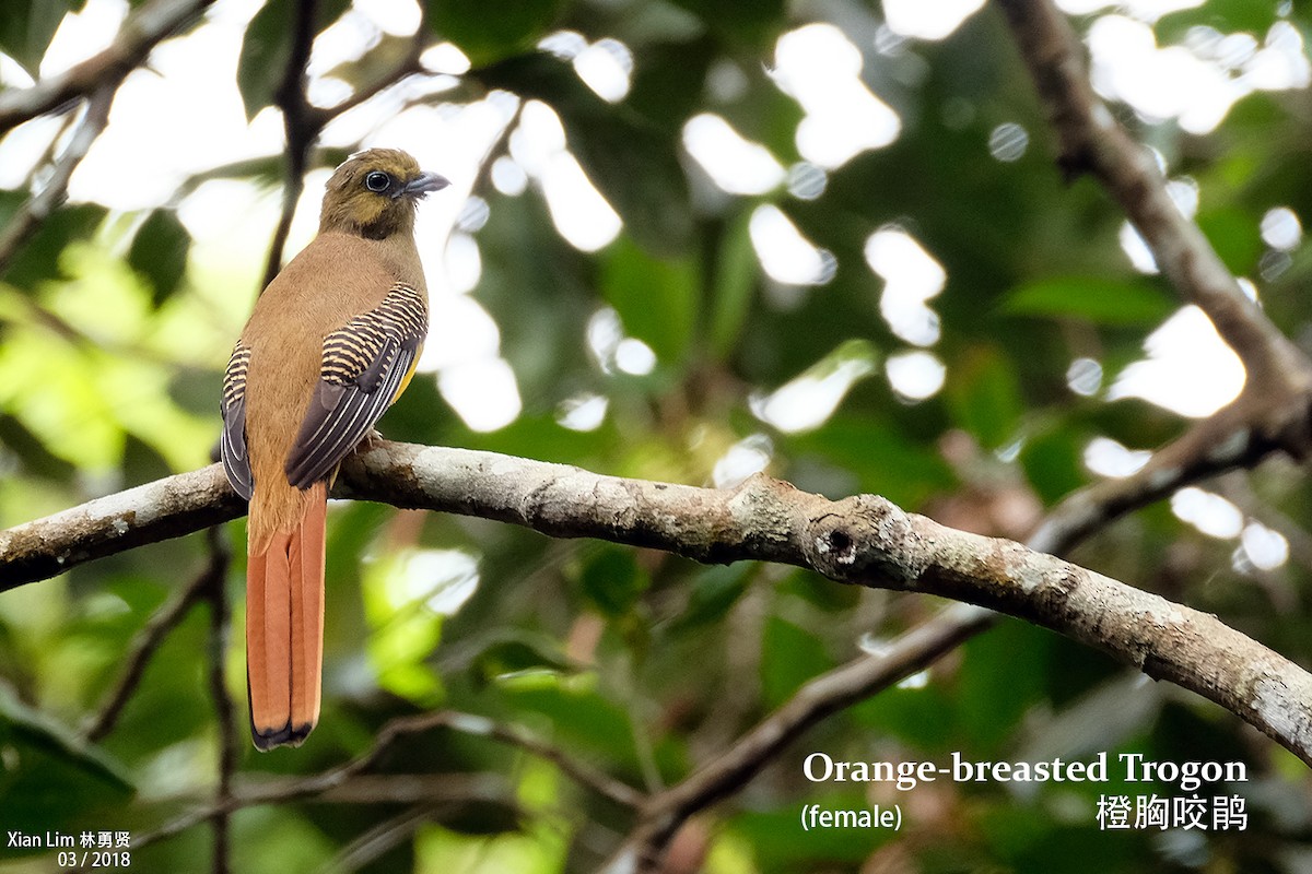 Orange-breasted Trogon - ML224666701