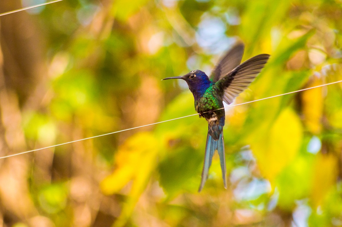 Swallow-tailed Hummingbird - Renato Toledo