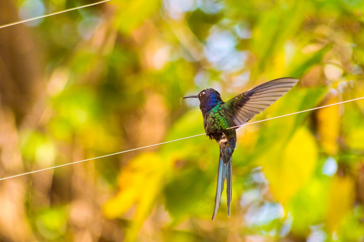 Colibrí Golondrina - ML224667181