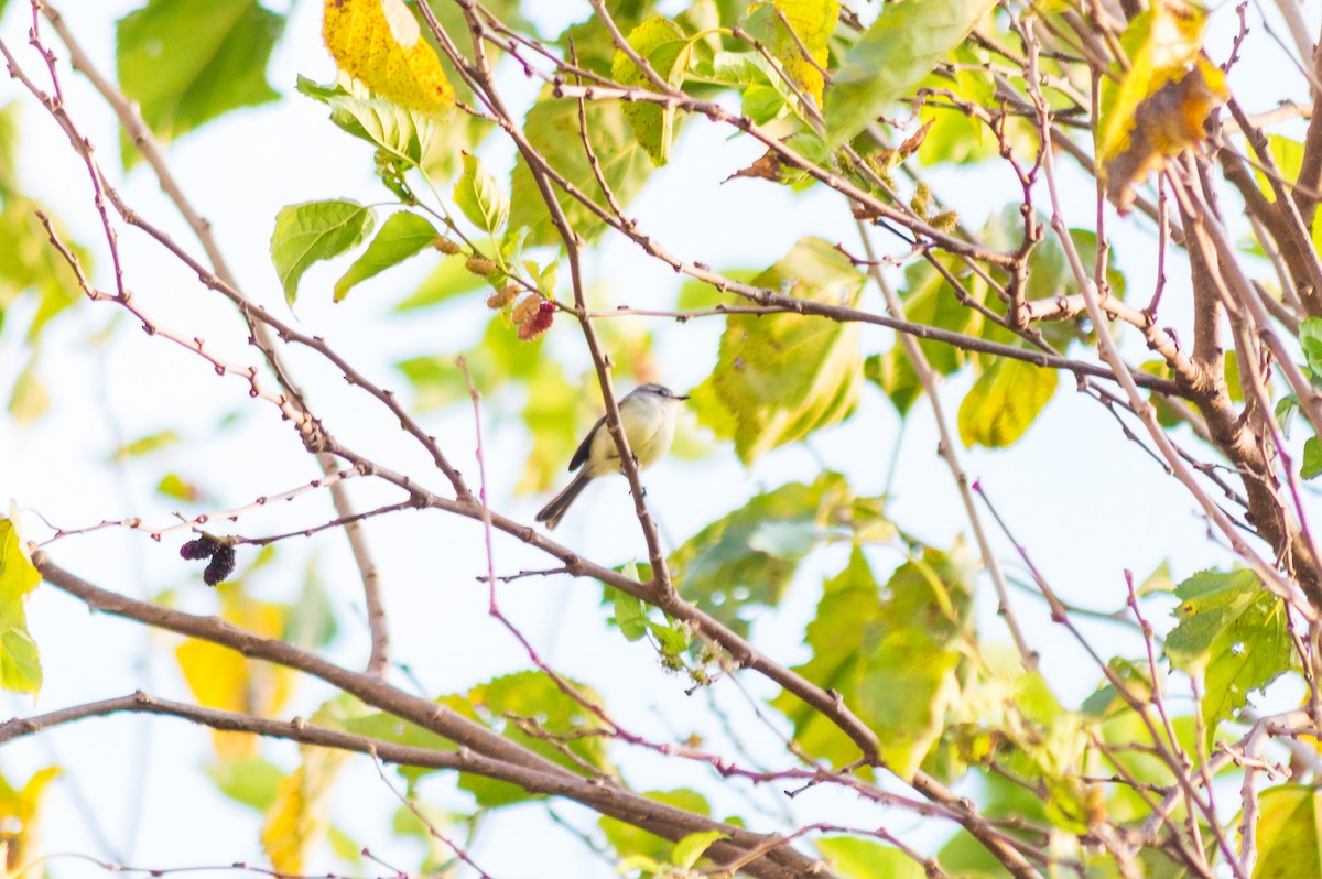 White-crested Tyrannulet (Sulphur-bellied) - Renato Toledo