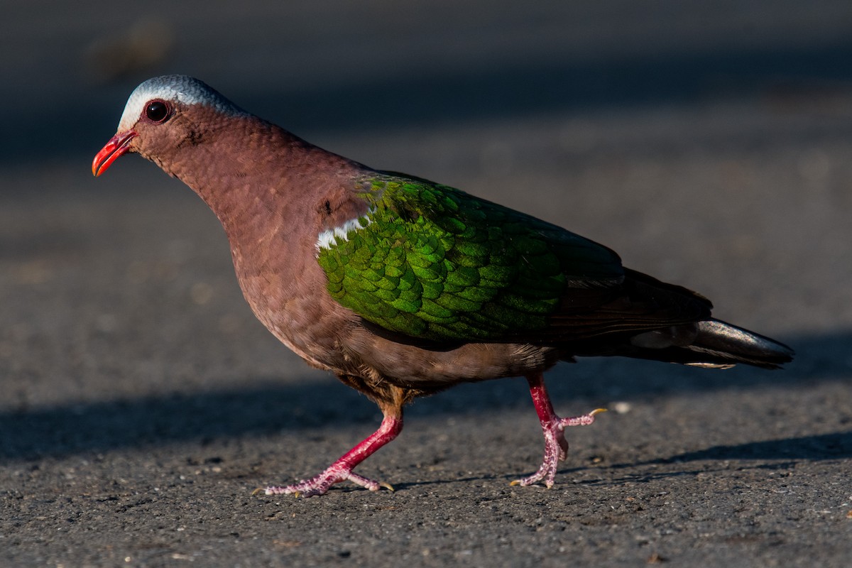 Asian Emerald Dove - ML224667301