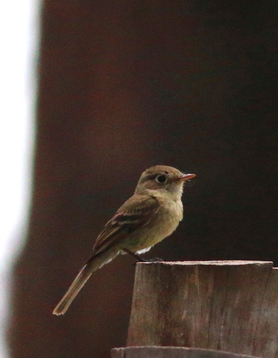 Western Flycatcher (Cordilleran) - John & Ivy  Gibbons