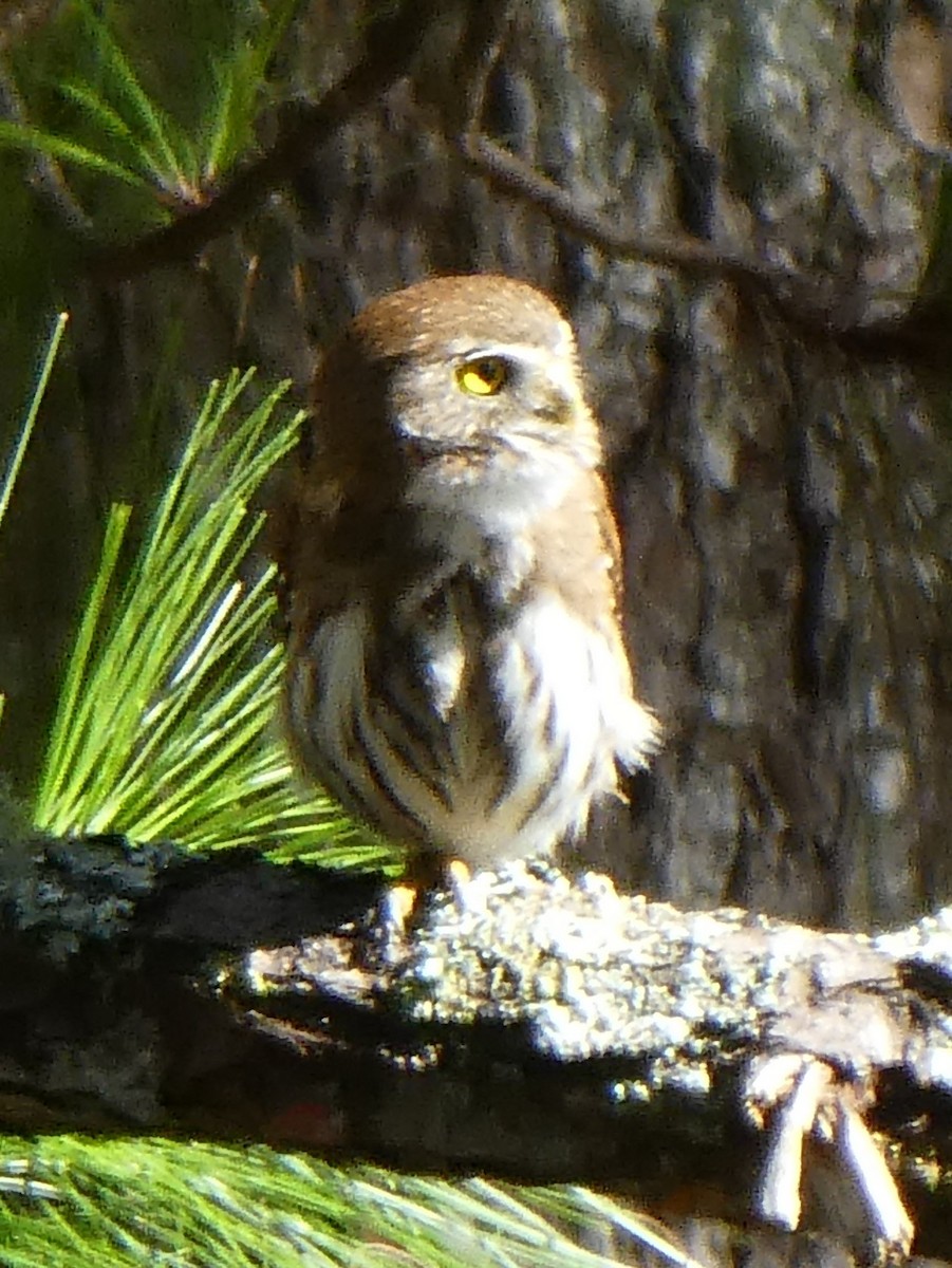 Ferruginous Pygmy-Owl - ML224668131