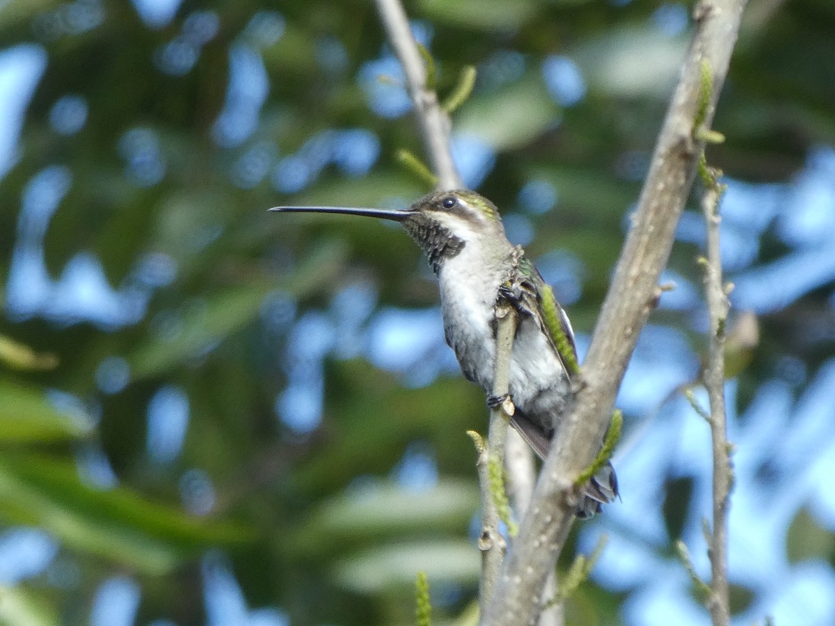 Plain-capped Starthroat - ML224669661