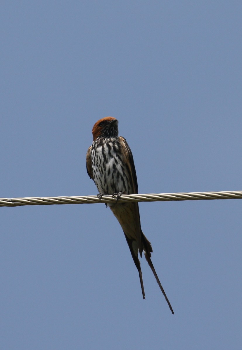 Lesser Striped Swallow - ML224670181
