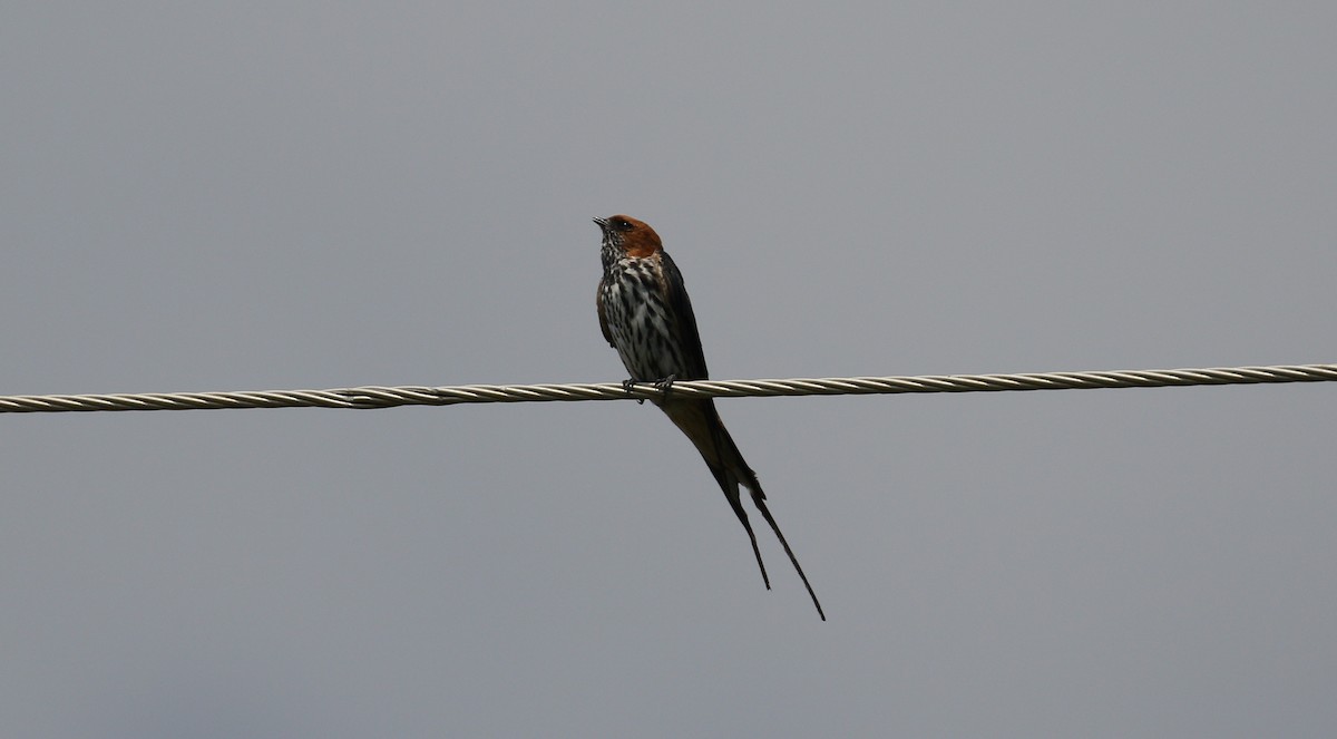 Lesser Striped Swallow - ML224670191