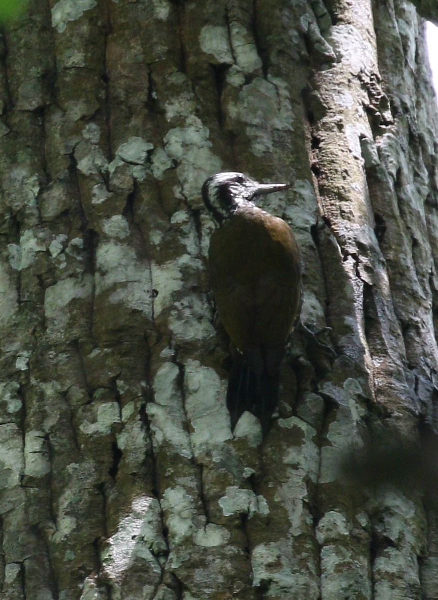 Golden-crowned Woodpecker - simon walkley