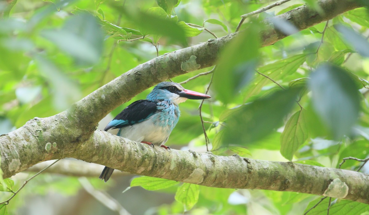 Blue-breasted Kingfisher - ML224670591