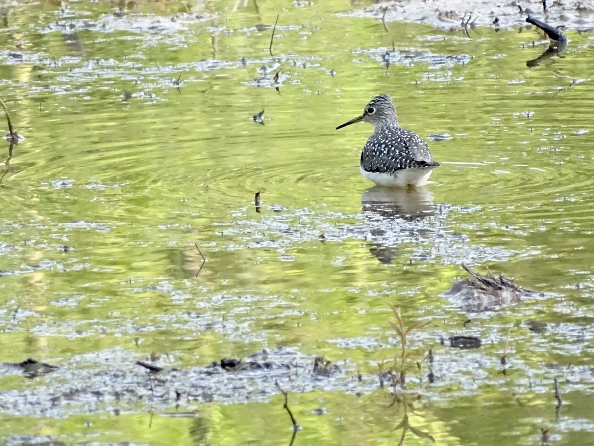 Solitary Sandpiper - ML224670711