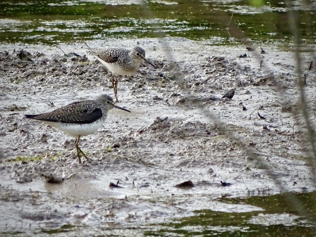 Solitary Sandpiper - ML224670731