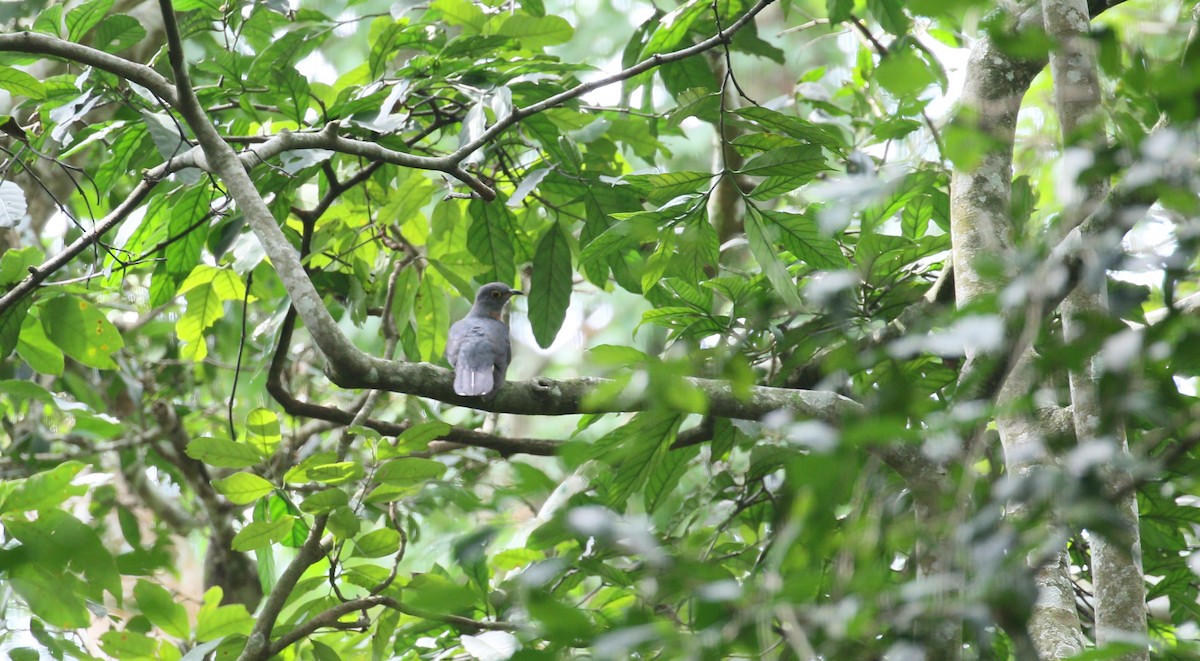 Red-chested Cuckoo - ML224670821