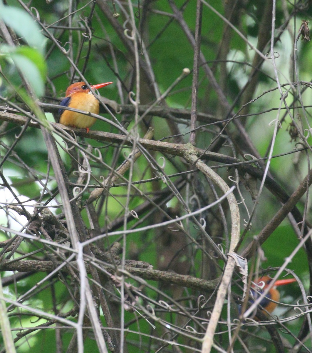 African Dwarf Kingfisher - ML224671151