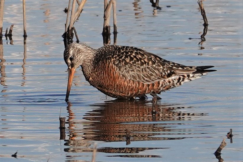 Hudsonian Godwit - Mark Robbins