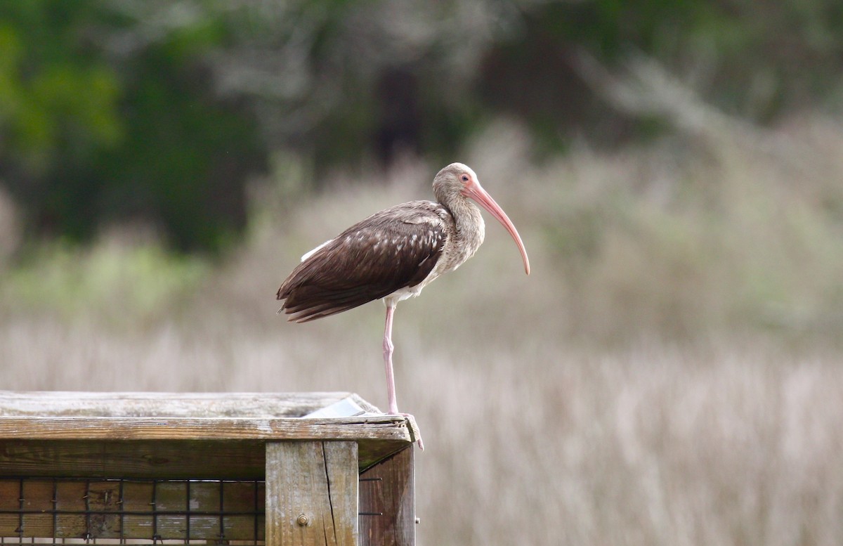 White Ibis - ML22467261