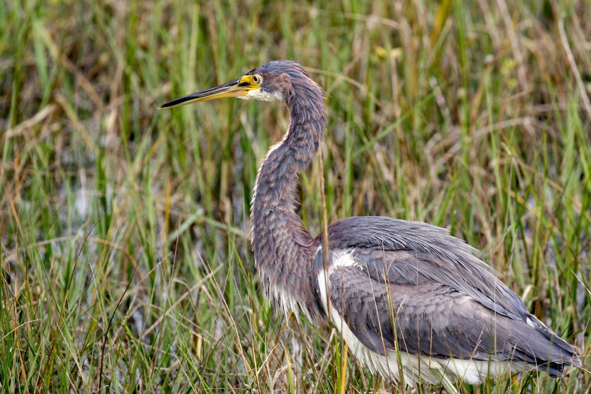 Tricolored Heron - ML22467281