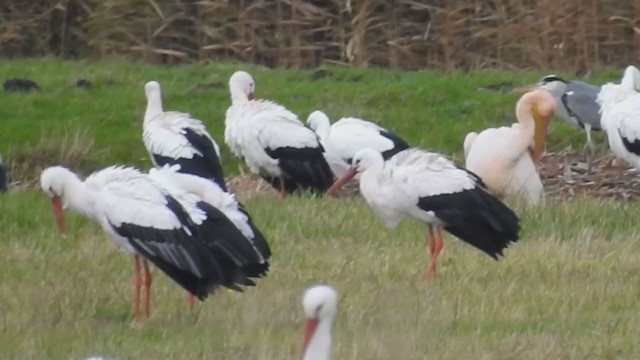 חסידה לבנה - ML224672841