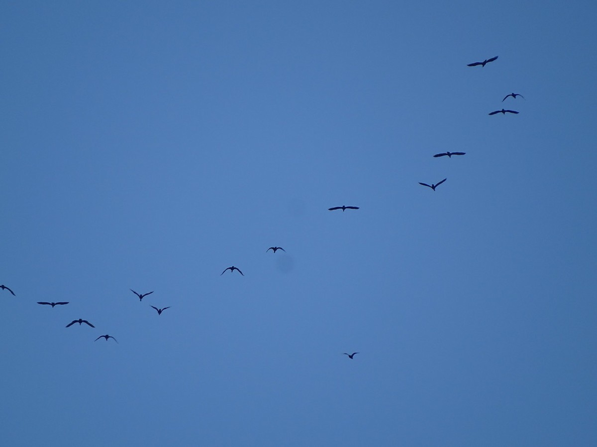 Double-crested Cormorant - ML224672851