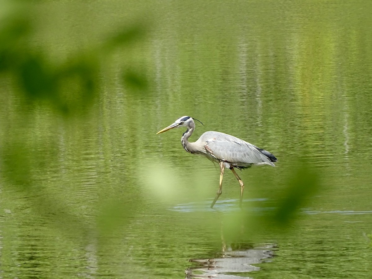 Great Blue Heron - ML224672941