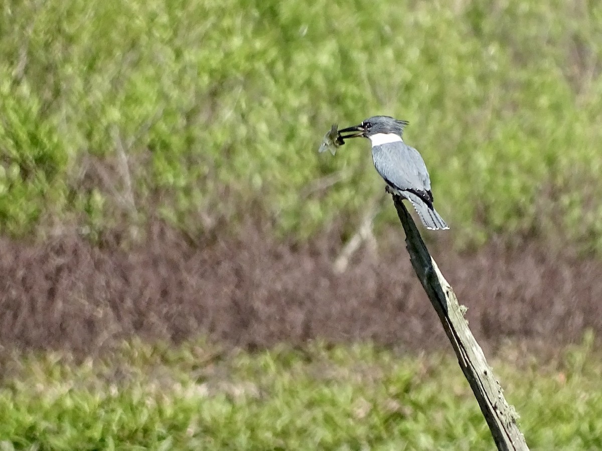 Belted Kingfisher - ML224672991