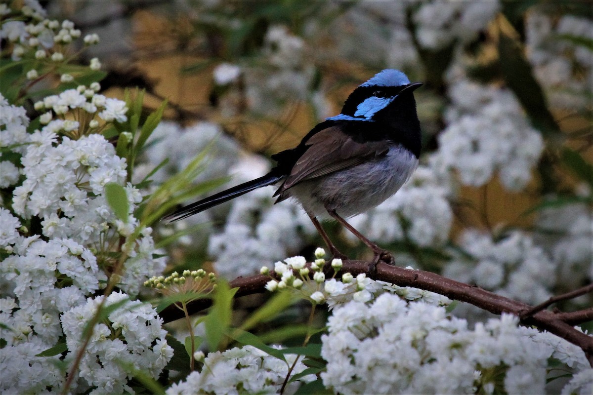 Superb Fairywren - ML224673341