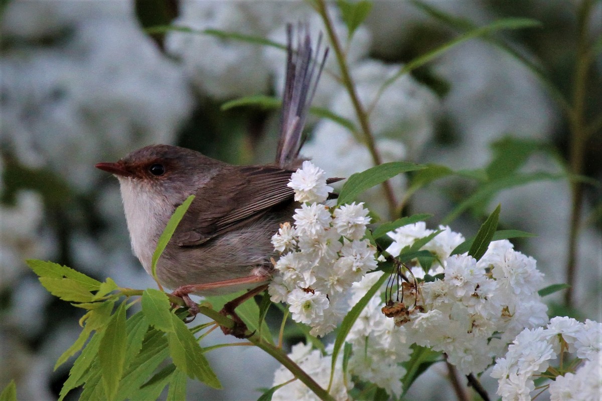 Superb Fairywren - ML224673351