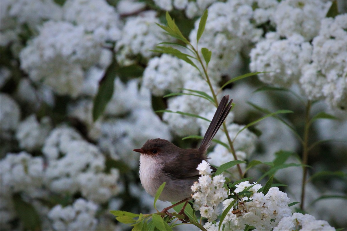 Superb Fairywren - ML224673431