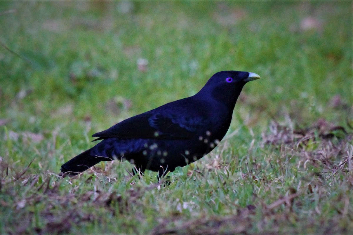 Satin Bowerbird - ML224673511