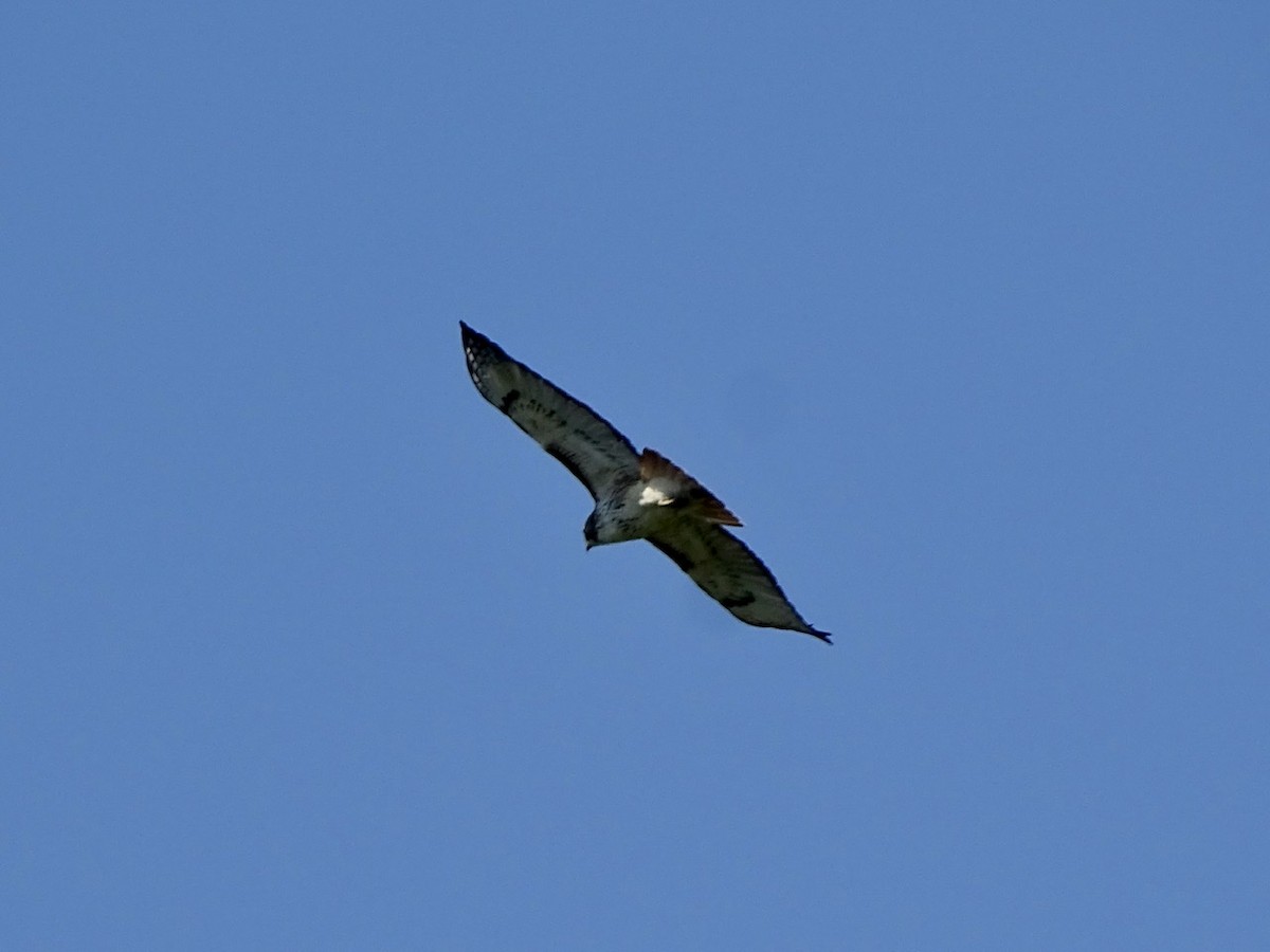 Red-tailed Hawk - ML224674051