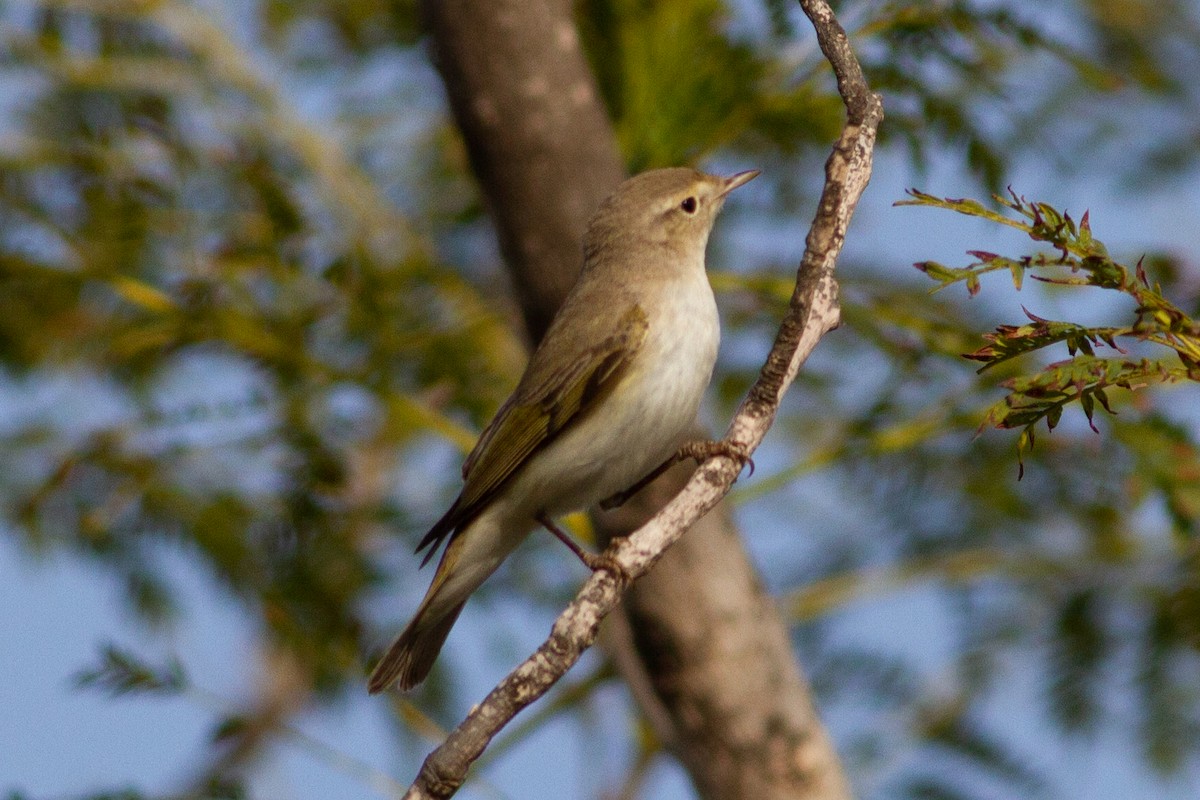 Eastern Bonelli's Warbler - ML224675051