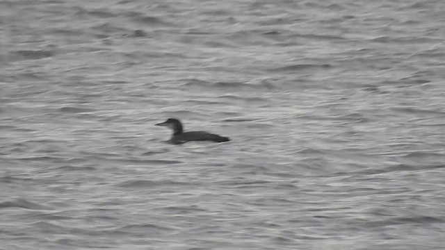 Common Loon - ML224675231