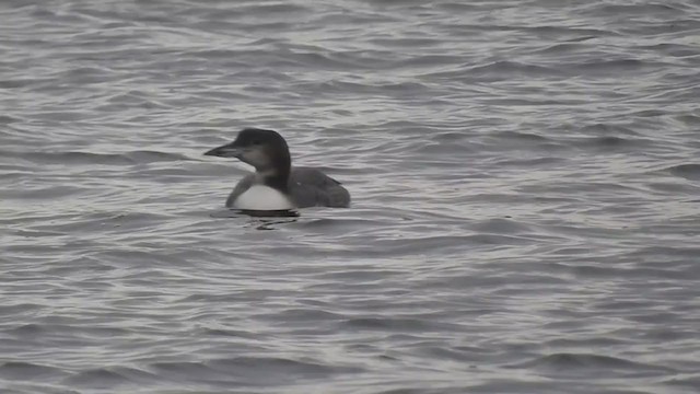 Common Loon - ML224675641