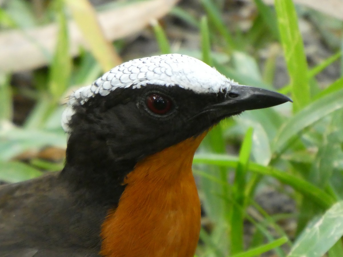 White-crowned Robin-Chat - Emma Meadows