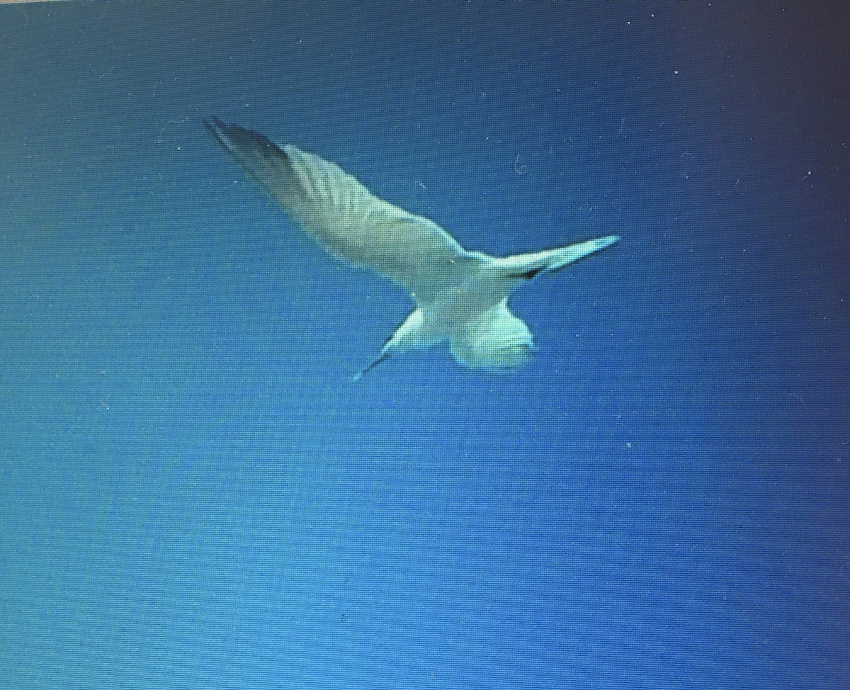 Sandwich Tern (Cabot's) - ML224678851