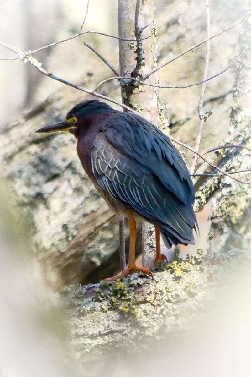 Grünreiher - ML224679341