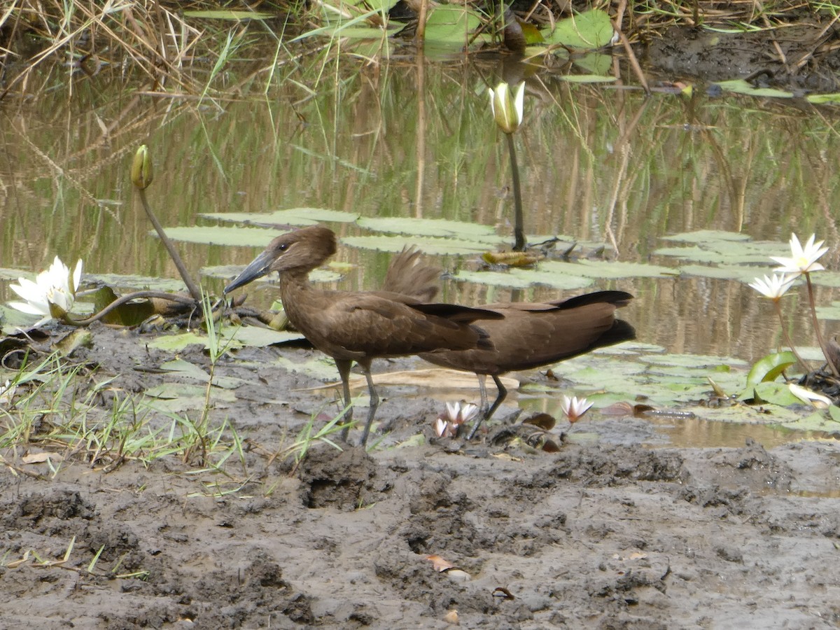 Hamerkop - ML224679561