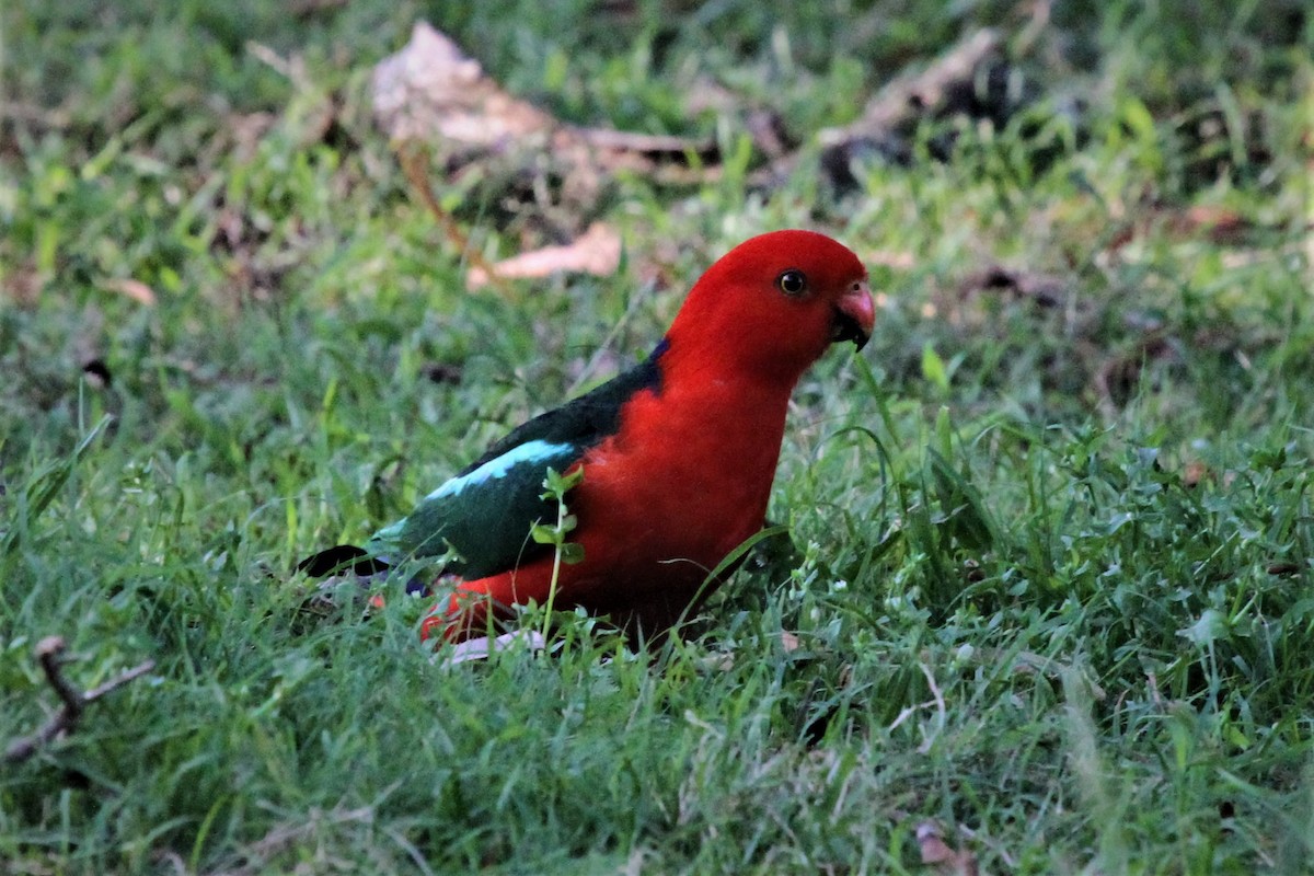 Australian King-Parrot - ML224679581