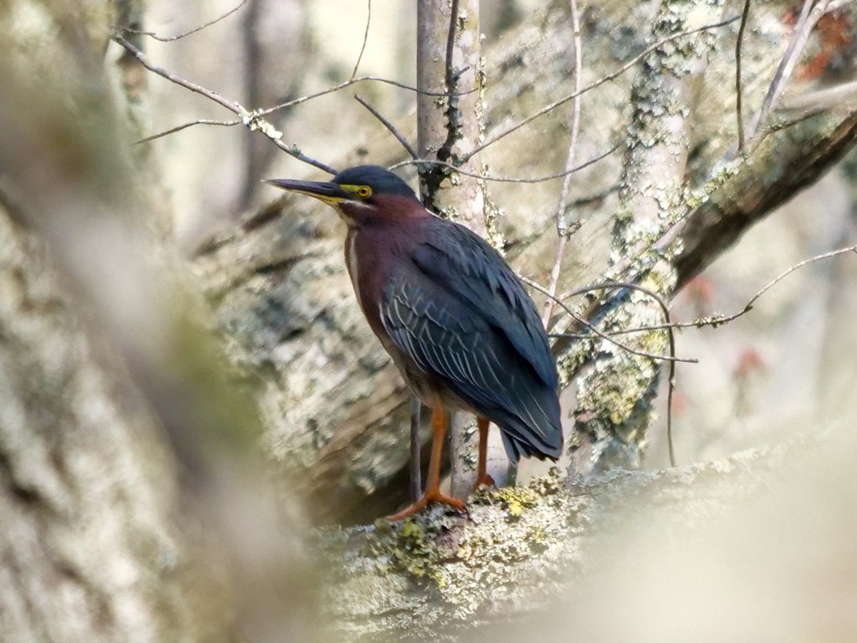 Grünreiher - ML224679621