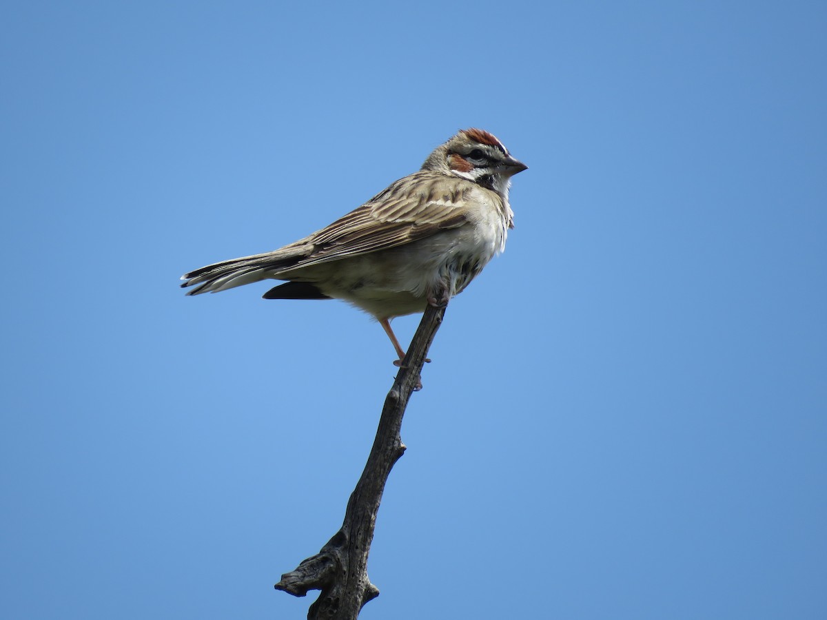 Lark Sparrow - ML224679931