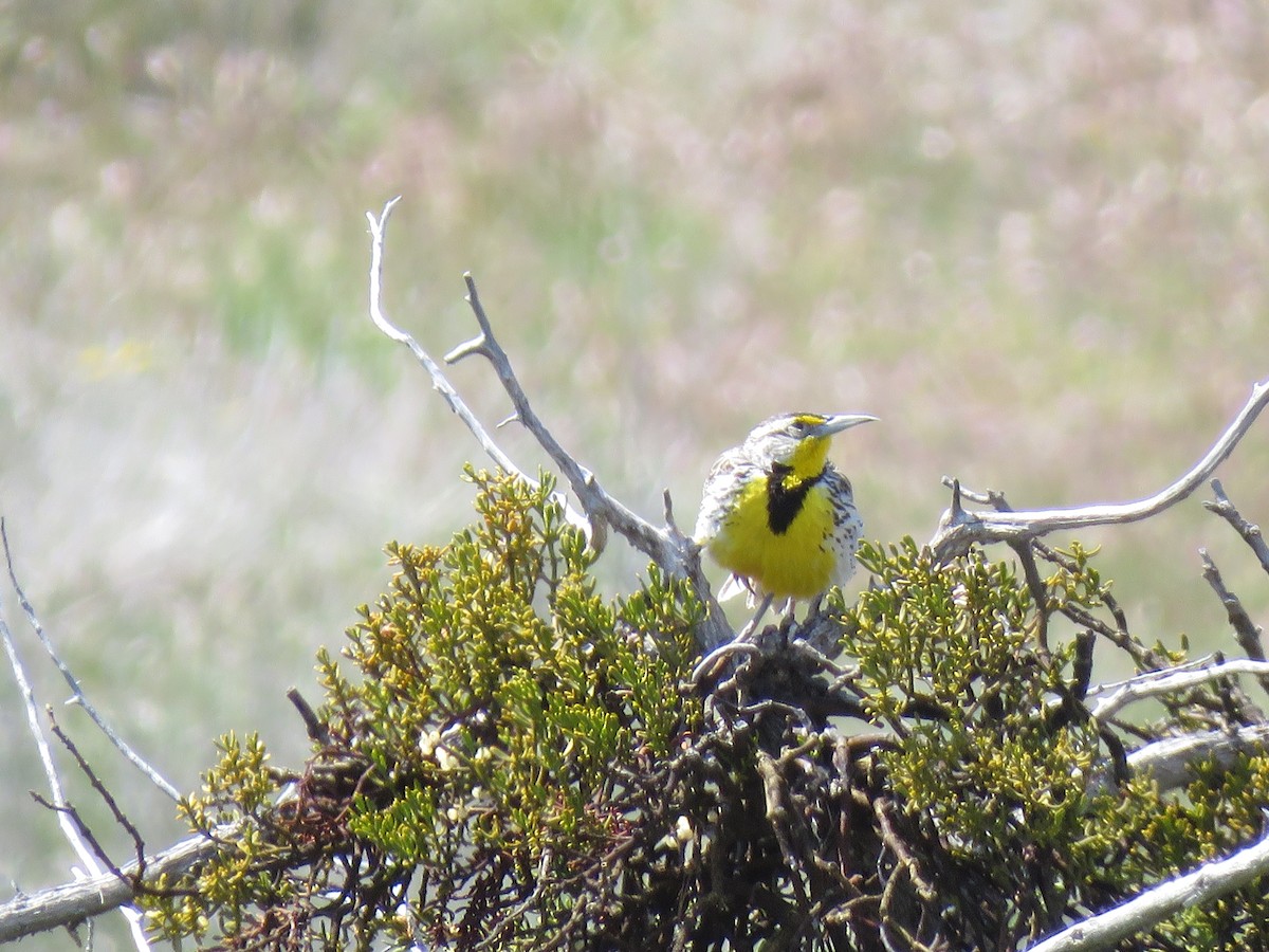 Western Meadowlark - ML224680141