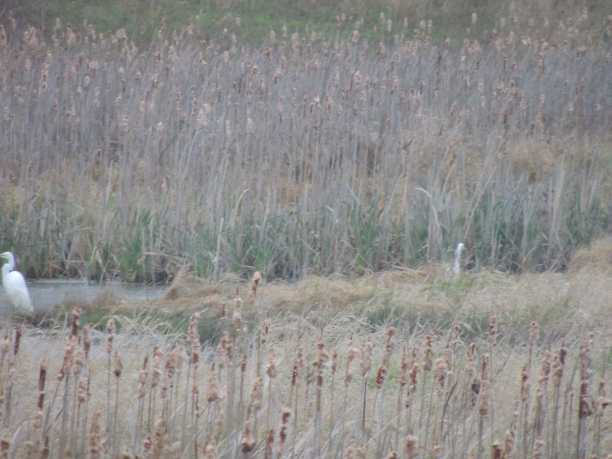 Great Egret - ML224680151