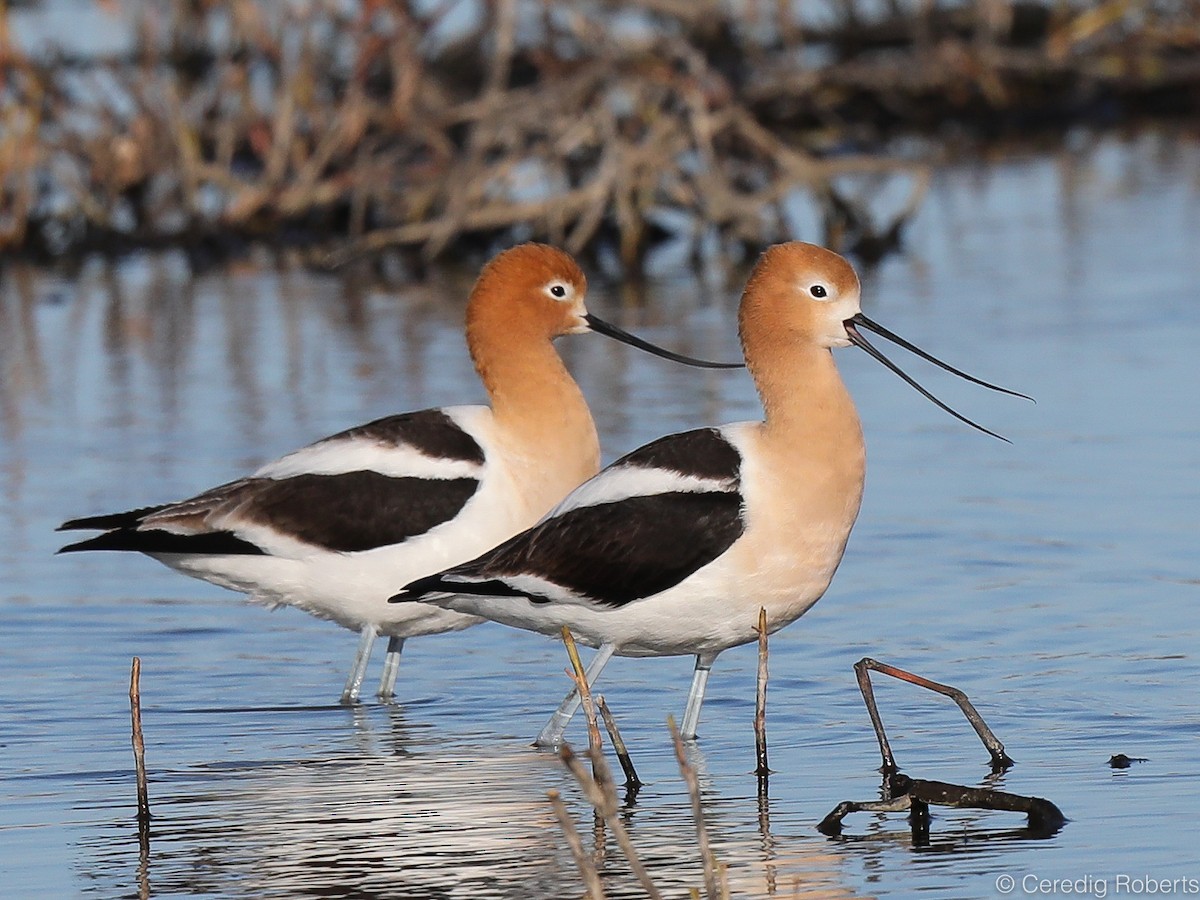 American Avocet - Ceredig  Roberts